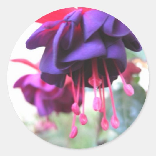 Fuschia bloem, paarse en hete roze ronde sticker (Voorkant)