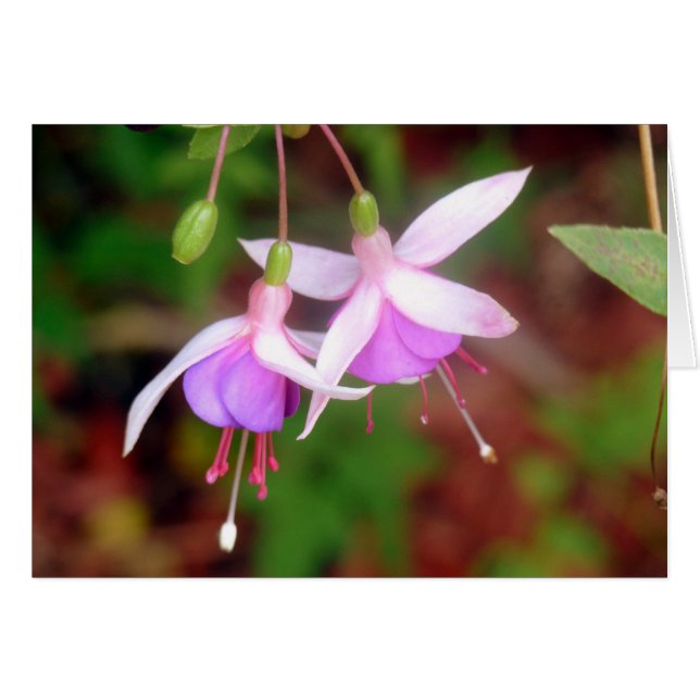 Fuschia Flowers (Voorkant Horizontaal)