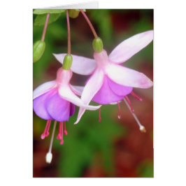 Fuschia Flowers