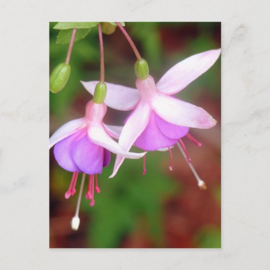 Fuschia Flowers Briefkaart (Voorkant)