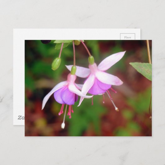 Fuschia Flowers Briefkaart (Voorkant / Achterkant)