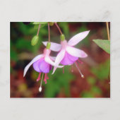 Fuschia Flowers Briefkaart (Voorkant)