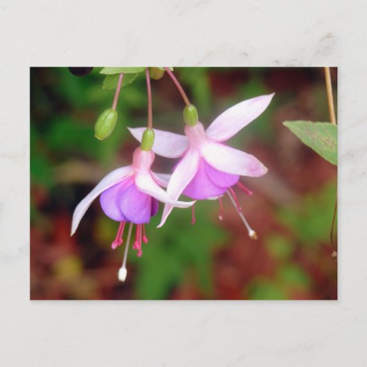Fuschia Flowers Briefkaart (Voorkant)