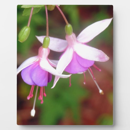 Fuschia Flowers Fotoplaat (Voorkant)
