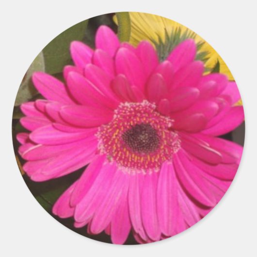 Fuschia Gerbera Daisy Sticker (Voorkant)
