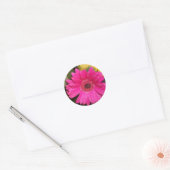 Fuschia Gerbera Daisy Sticker (Envelop)
