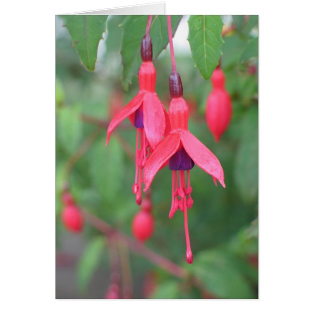 Fuschia, Ierland (Voorkant)