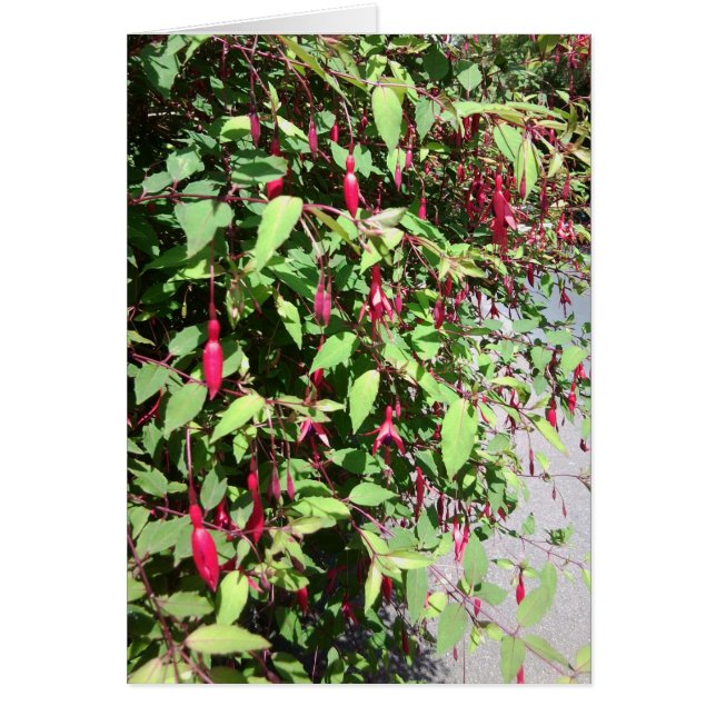 Fuschia-kaart (Voorkant)