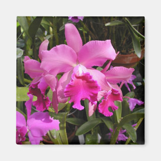 Fuschia Orchid Magneet
