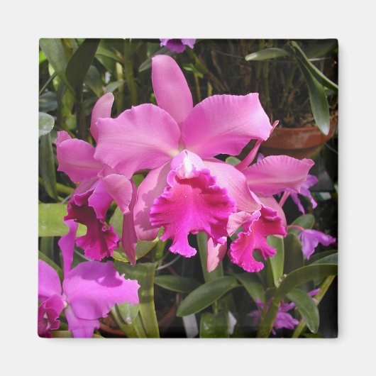 Fuschia Orchid Magneet (Voorkant)