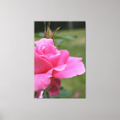 Fuschia Pink Garden Roos Canvas Afdruk (Voorkant)