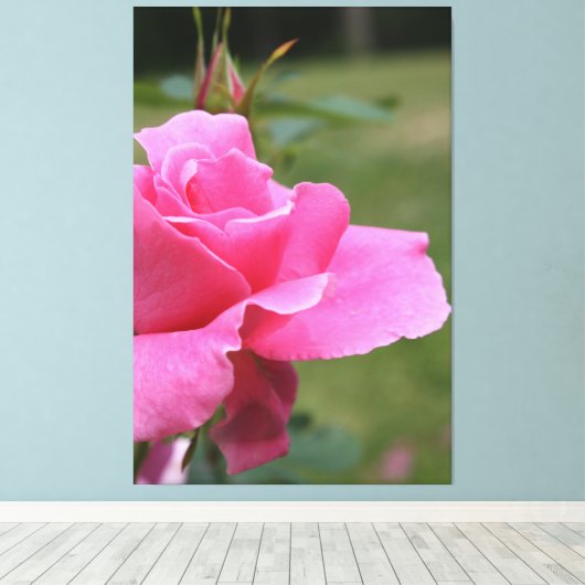 Fuschia Pink Garden Roos Canvas Afdruk (Insitu (Houten vloer))