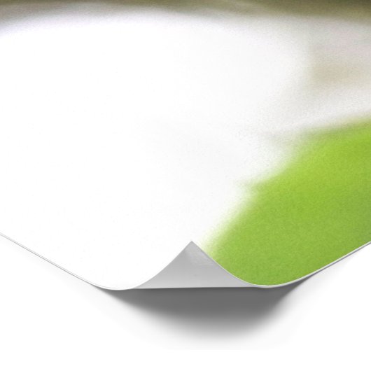 Fuschia Poster (Hoek)