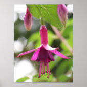 Fuschia Poster (Voorkant)