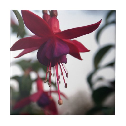 Fuschia Tegeltje (Voorkant)