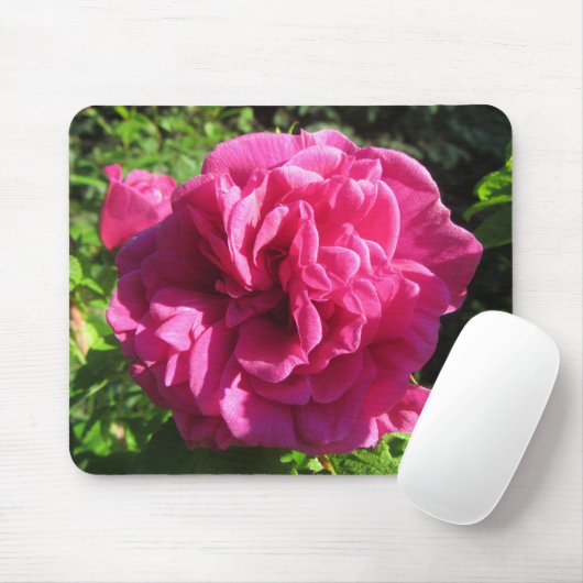 Fuscia Rugosa Roos, Multiple Petals Muismat (Met muis)