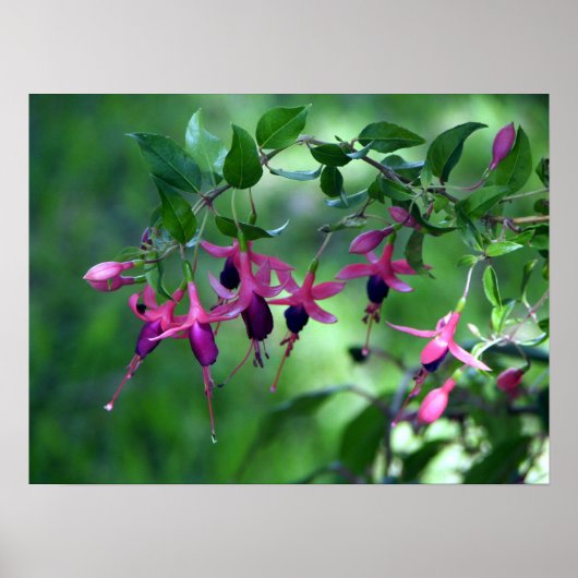 Fushia in Bloom Poster (Voorkant)