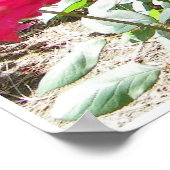Fushia-rozen overal afdrukken poster (Hoek)
