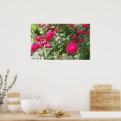 Fushia-rozen overal afdrukken poster (Keuken)