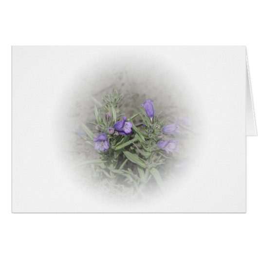 Fuzeong Penstemon (Penstemon eriantherus) (Voorkant Horizontaal)