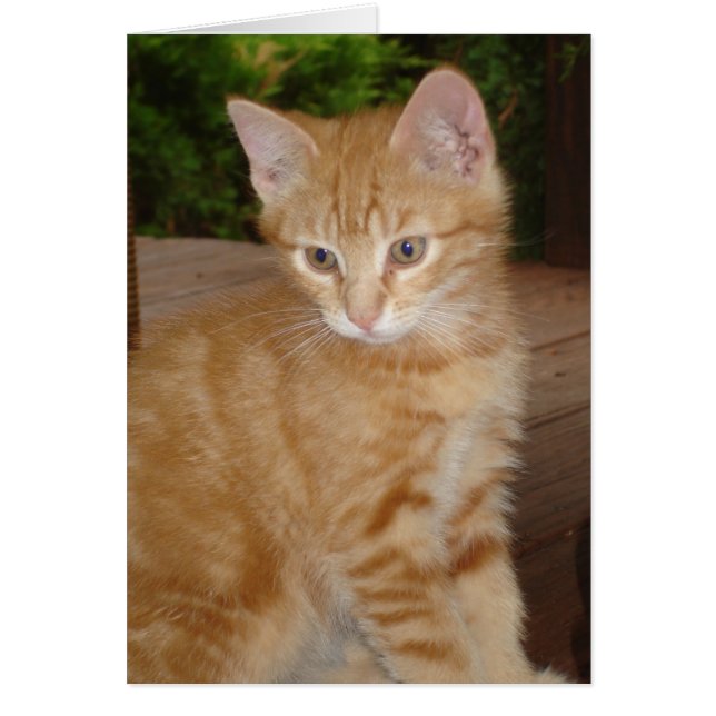 Fuzz Pot. (Voorkant)