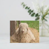Fuzzy Baby Angora Goat Briefkaart (Staand voorkant)