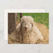 Fuzzy Baby Angora Goat Briefkaart (Voorkant / Achterkant)