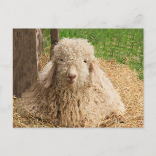 Fuzzy Baby Angora Goat Briefkaart