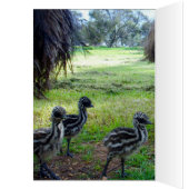 Fuzzy Baby Emu Chicken, Birthday Kaart (Binnen (Links))