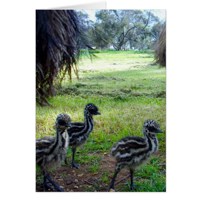 Fuzzy Baby Emu Chicks (Voorkant)