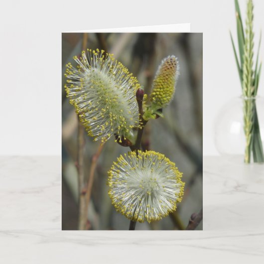 "Fuzzy Blooming Struik" Kaart (Voorkant)