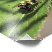 Fuzzy Bumble Bee op groot groen blad Foto Afdruk (Hoek)