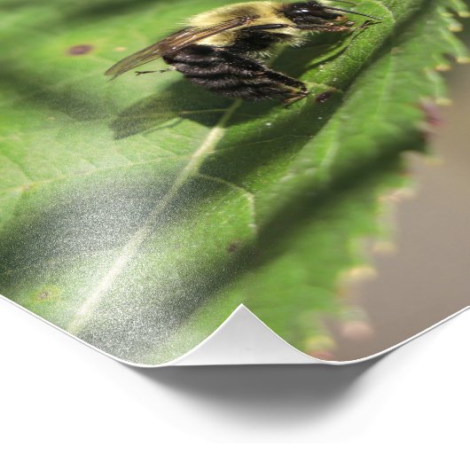 Fuzzy Bumble Bee op groot groen blad Foto Afdruk (Hoek)
