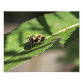 Fuzzy Bumble Bee op groot groen blad Foto Afdruk (Voorkant)