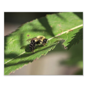 Fuzzy Bumble Bee op groot groen blad Foto Afdruk