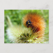 Fuzzy Caterpijler Briefkaart (Voorkant)