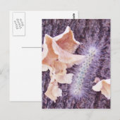 fuzzy caterpijler en fungi briefkaart (Voorkant / Achterkant)
