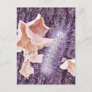 fuzzy caterpijler en fungi briefkaart