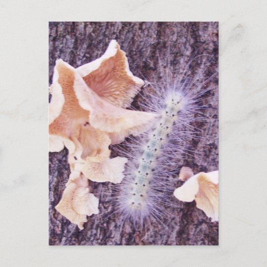 fuzzy caterpijler en fungi briefkaart (Voorkant)