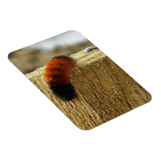 Fuzzy Caterpijler Magneet (Rechterzijde)