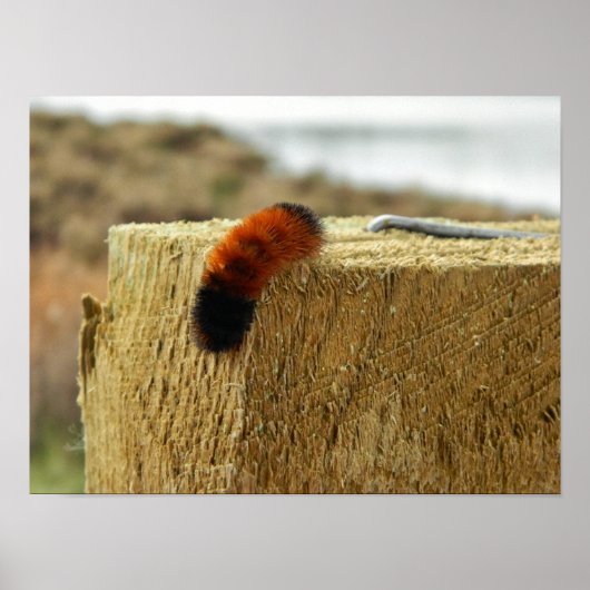 Fuzzy Caterpillar Poster (Voorkant)