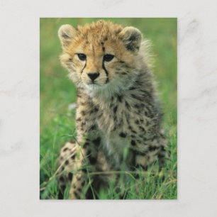 Fuzzy Cheetah Cub Briefkaart