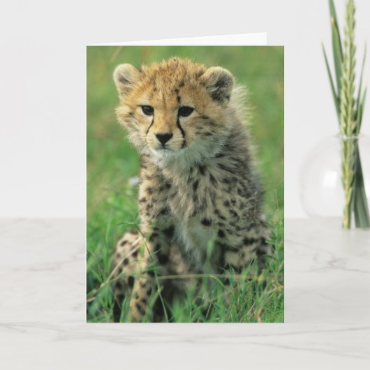 Fuzzy Cheetah Cub Kaart (Voorkant)