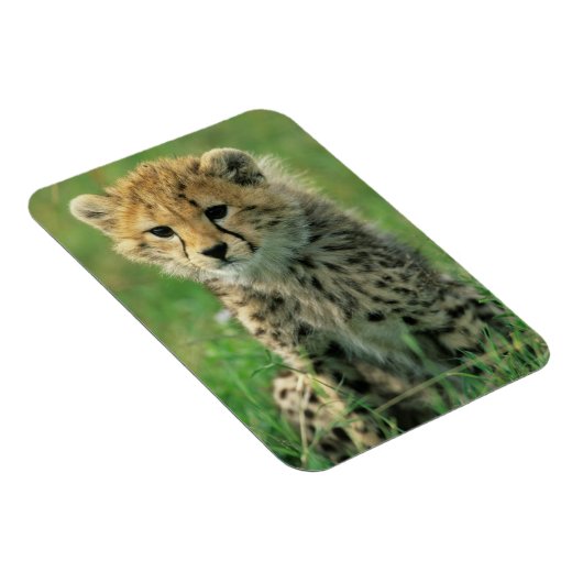 Fuzzy Cheetah Cub Magneet (Rechterzijde)