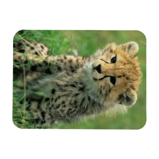 Fuzzy Cheetah Cub Magneet (Horizontaal)