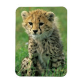 Fuzzy Cheetah Cub Magneet (Verticaal)