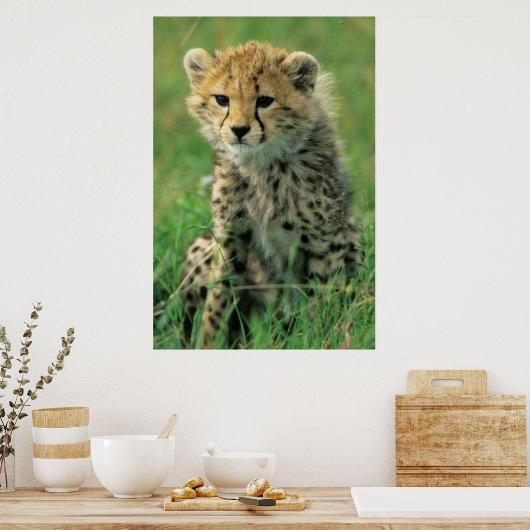 Fuzzy Cheetah Cub Poster (Keuken)