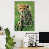 Fuzzy Cheetah Cub Poster (Thuiskantoor)