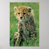 Fuzzy Cheetah Cub Poster (Voorkant)