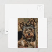 Fuzzy Face Yorkshire Terrier Briefkaart (Voorkant / Achterkant)
